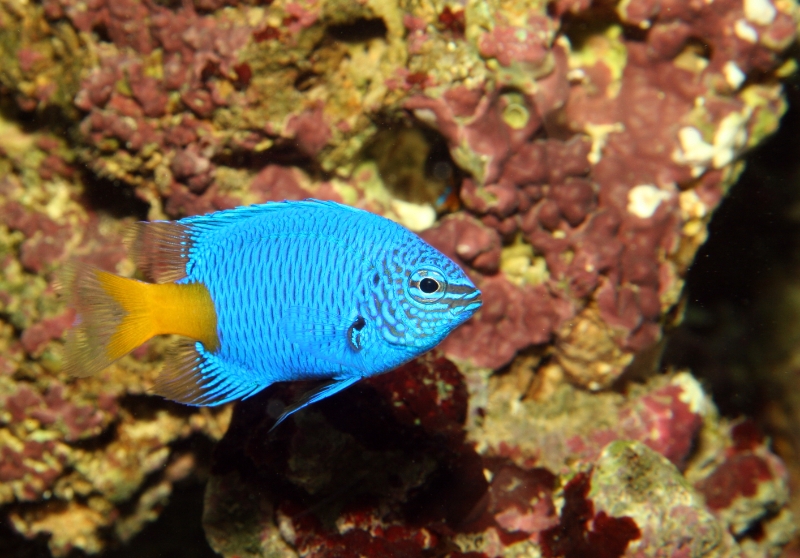 Chrysptera parasema (yellowtail blue damselfish), Aquarium 1.jpg - Chrysptera parasema (yellowtail blue damselfish)